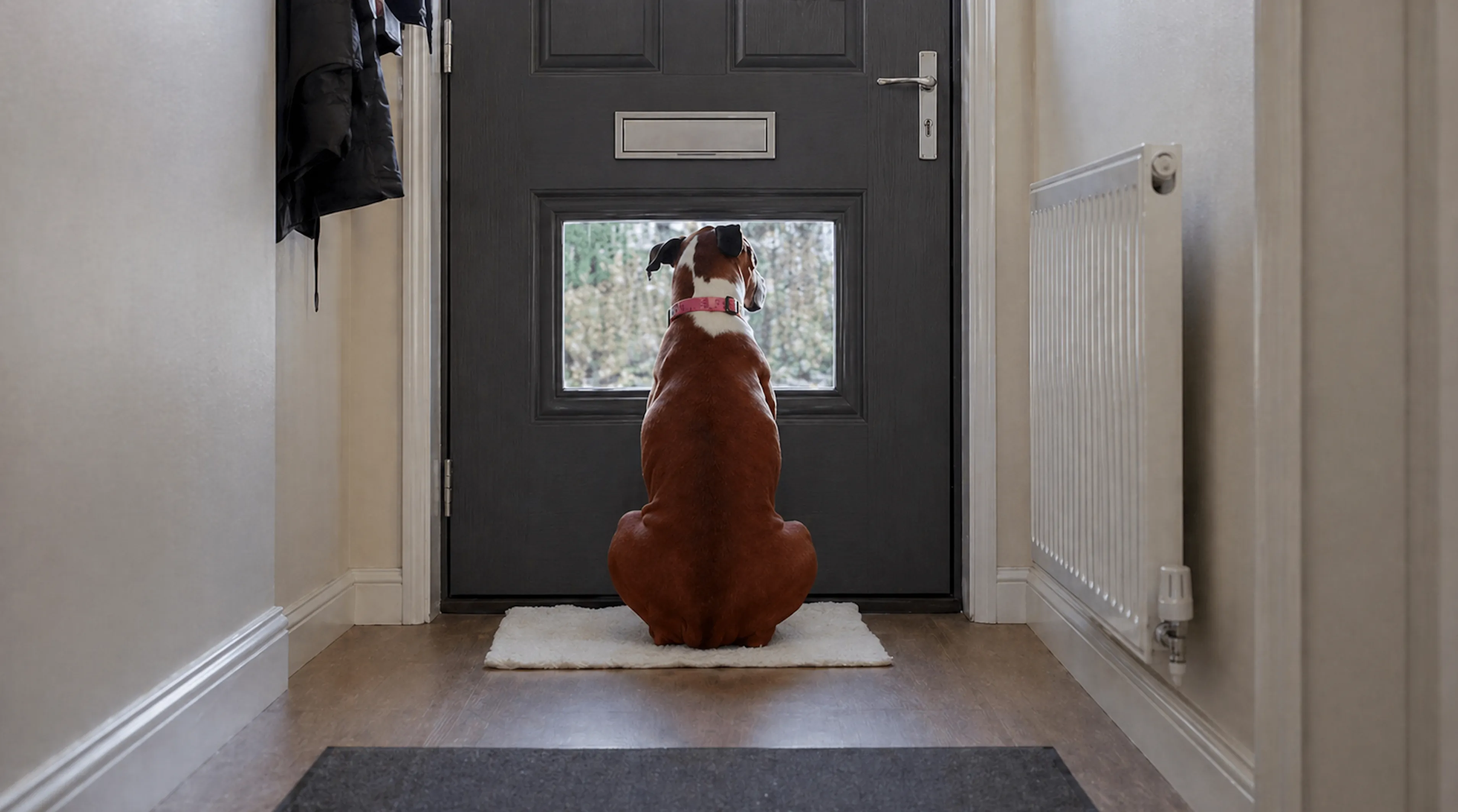 A brown and white dog sitting calmly in a hallway, waiting at the front door
