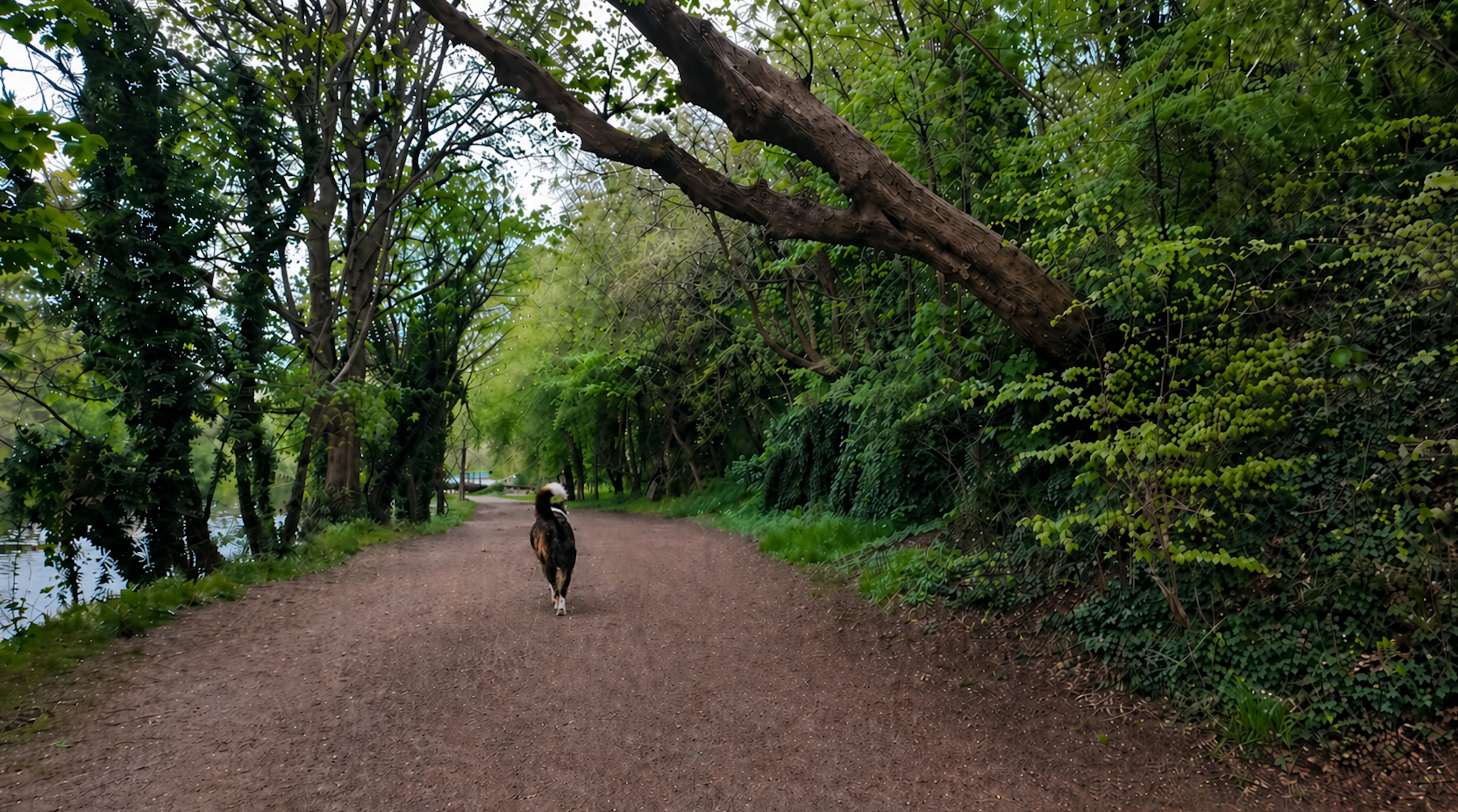 A dog walking ahead on a tree-lined woodland path beside a river
