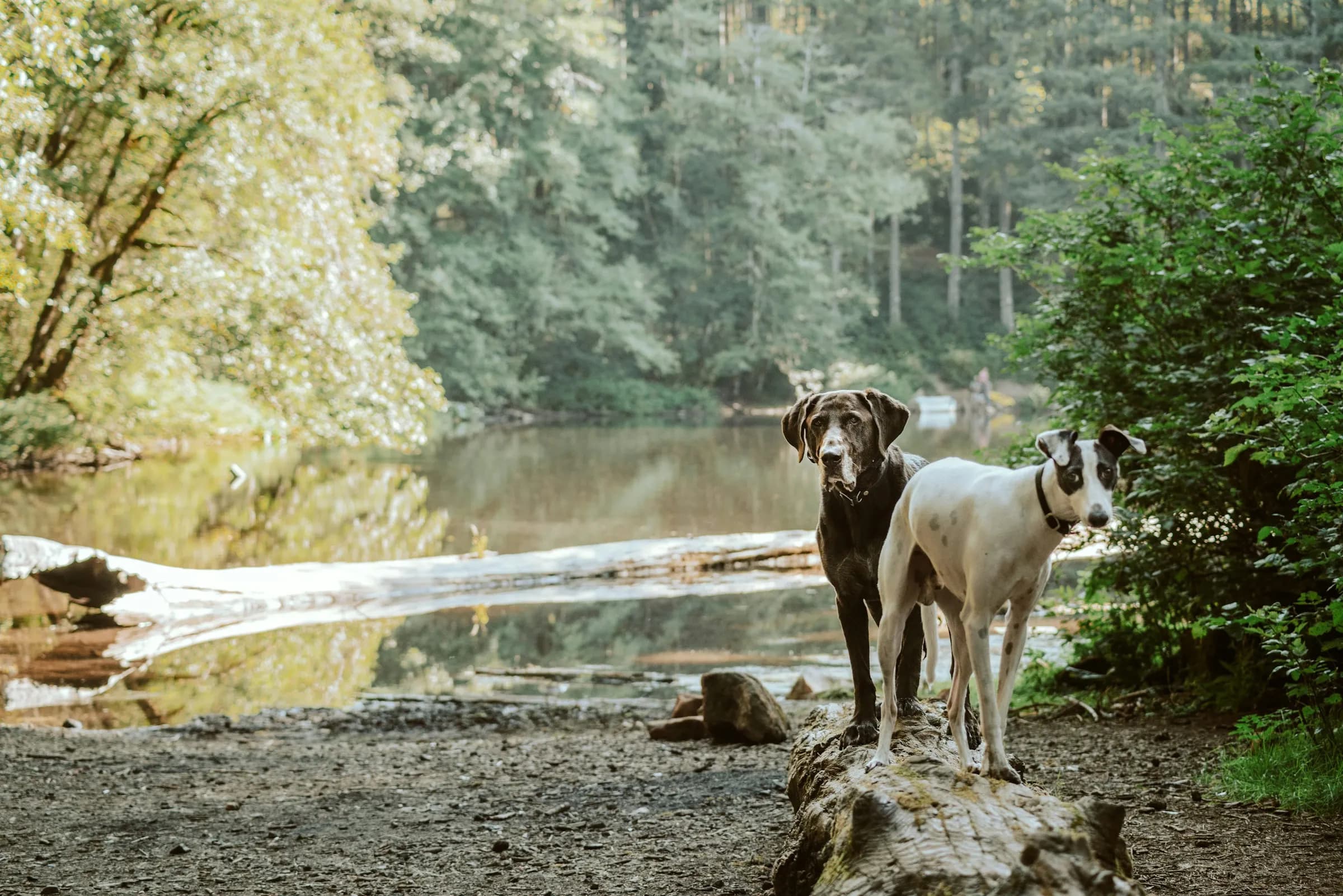 Two dogs on a path beside calm water in a rural Scottish setting